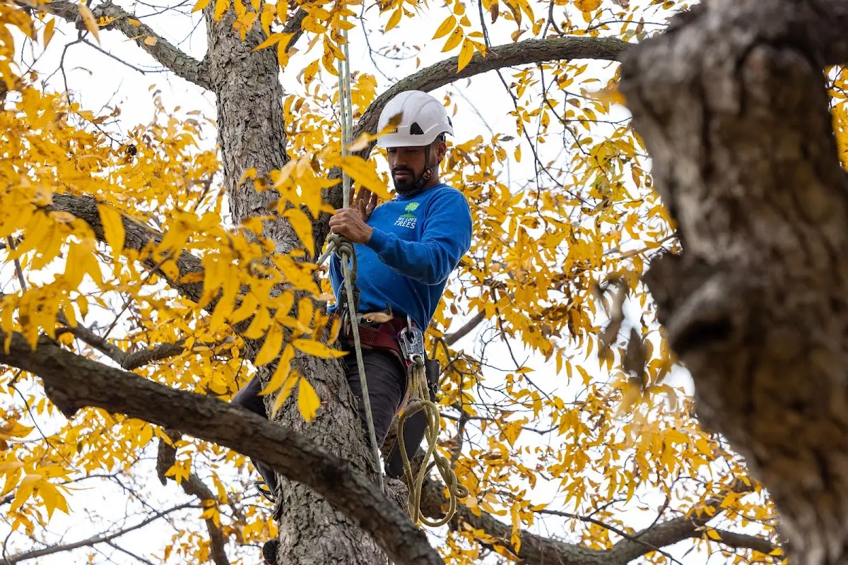 Skilled Tree Pruning crew working in Eagle Creek